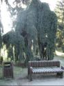 lipipark lipipark